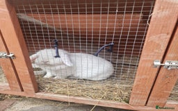 Mini Lop rabbits for sale: Mini lop blue needs a Home  - Advert 5