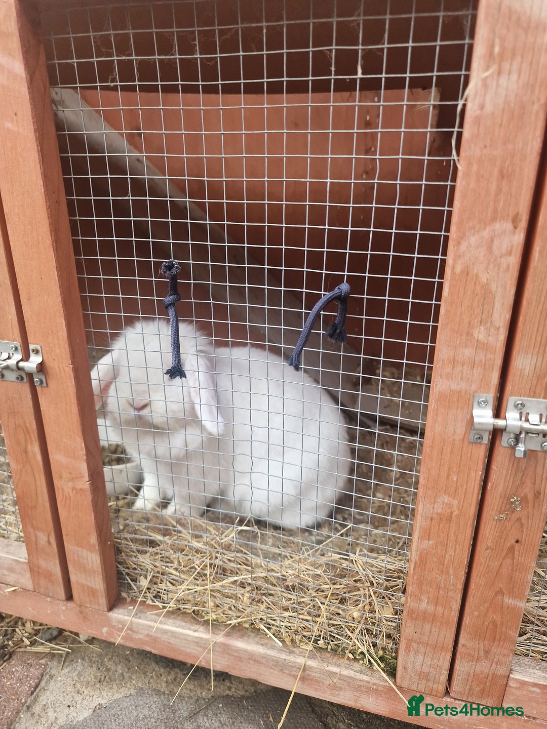 Mini Lop rabbits for sale: Mini lop blue needs a Home  - Advert 5