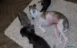 Whippet dogs for sale: KC Whippet Puppies - Image 2
