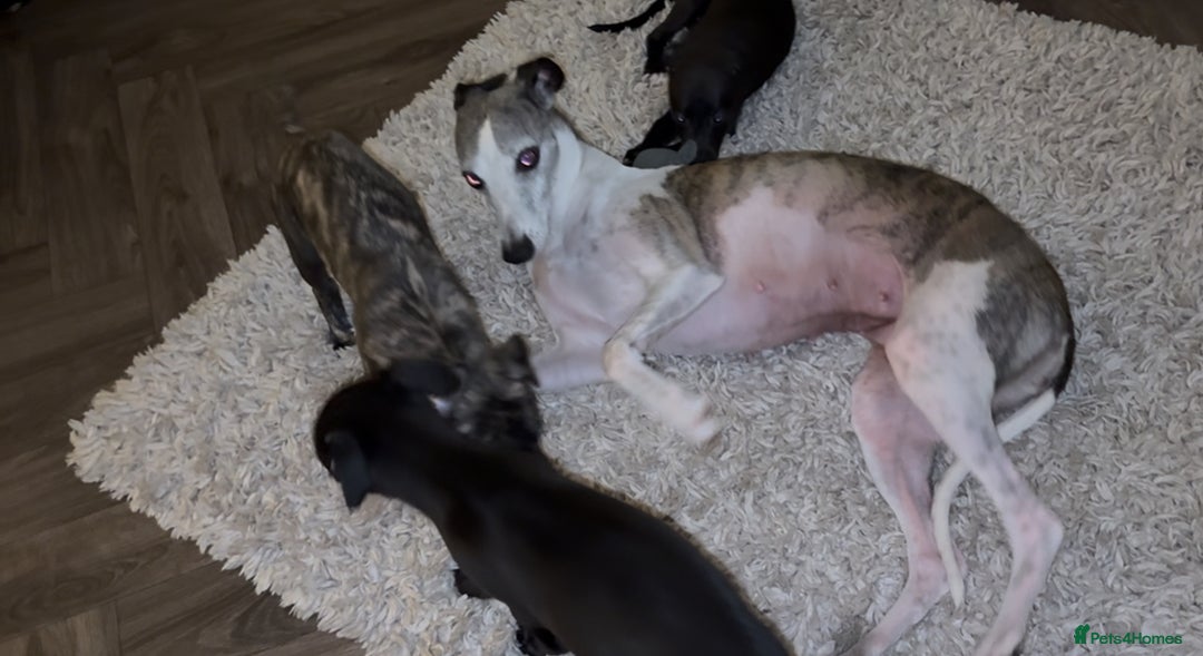 Whippet dogs for sale: KC Whippet Puppies - Image 2