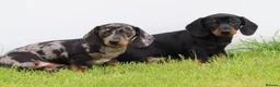 Dachshund dogs for sale: Miniature Dachshund puppies for sale - Advert 21