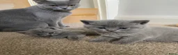 British Shorthair cats for sale: Gorgeous British shorthair kittens - Advert 9