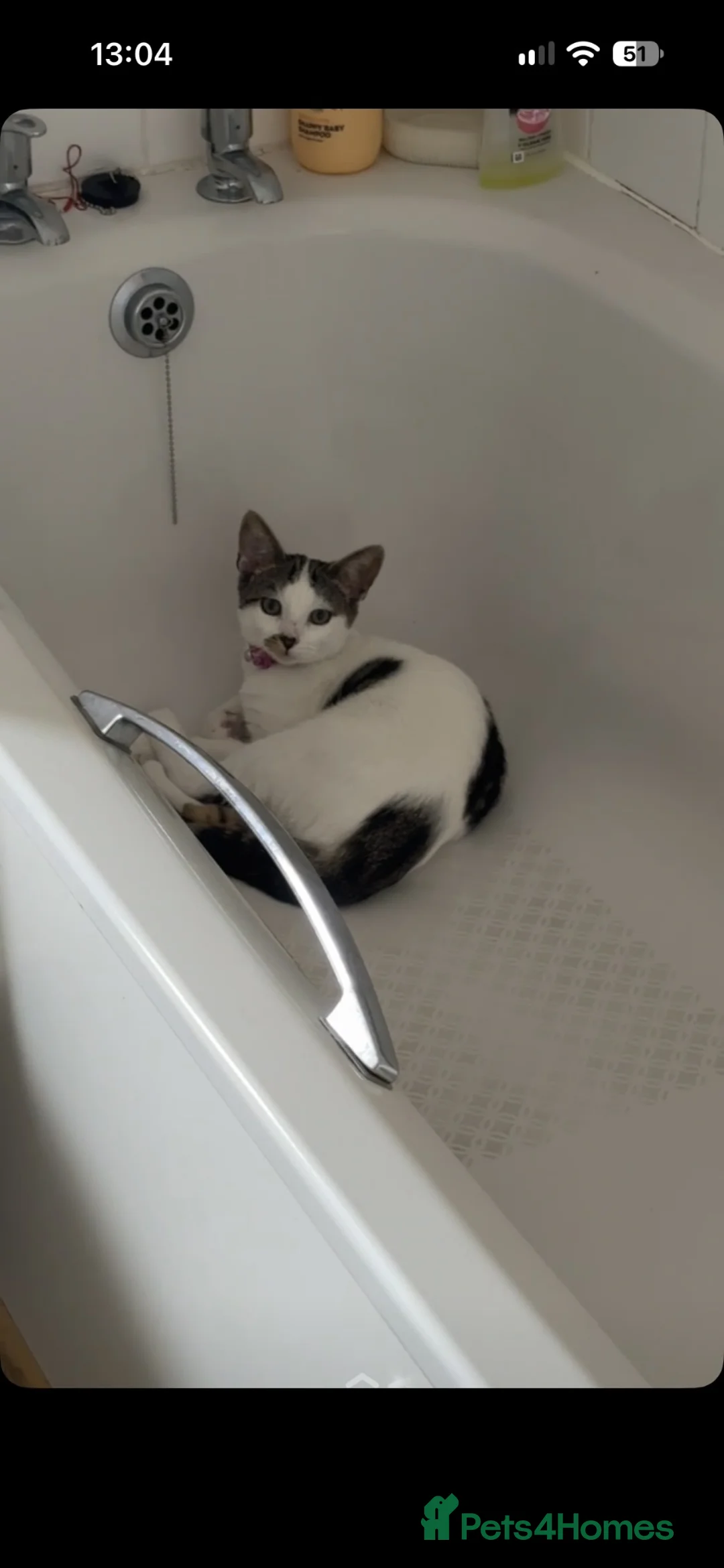 Mixed Breed cats for sale: Mixed bread shorthair cat - Advert 1