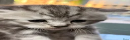 Persian cats for sale: Persian  - Advert 9