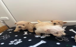 West Highland Terrier dogs for sale: DNA health tested Westie-poos  - Image 34
