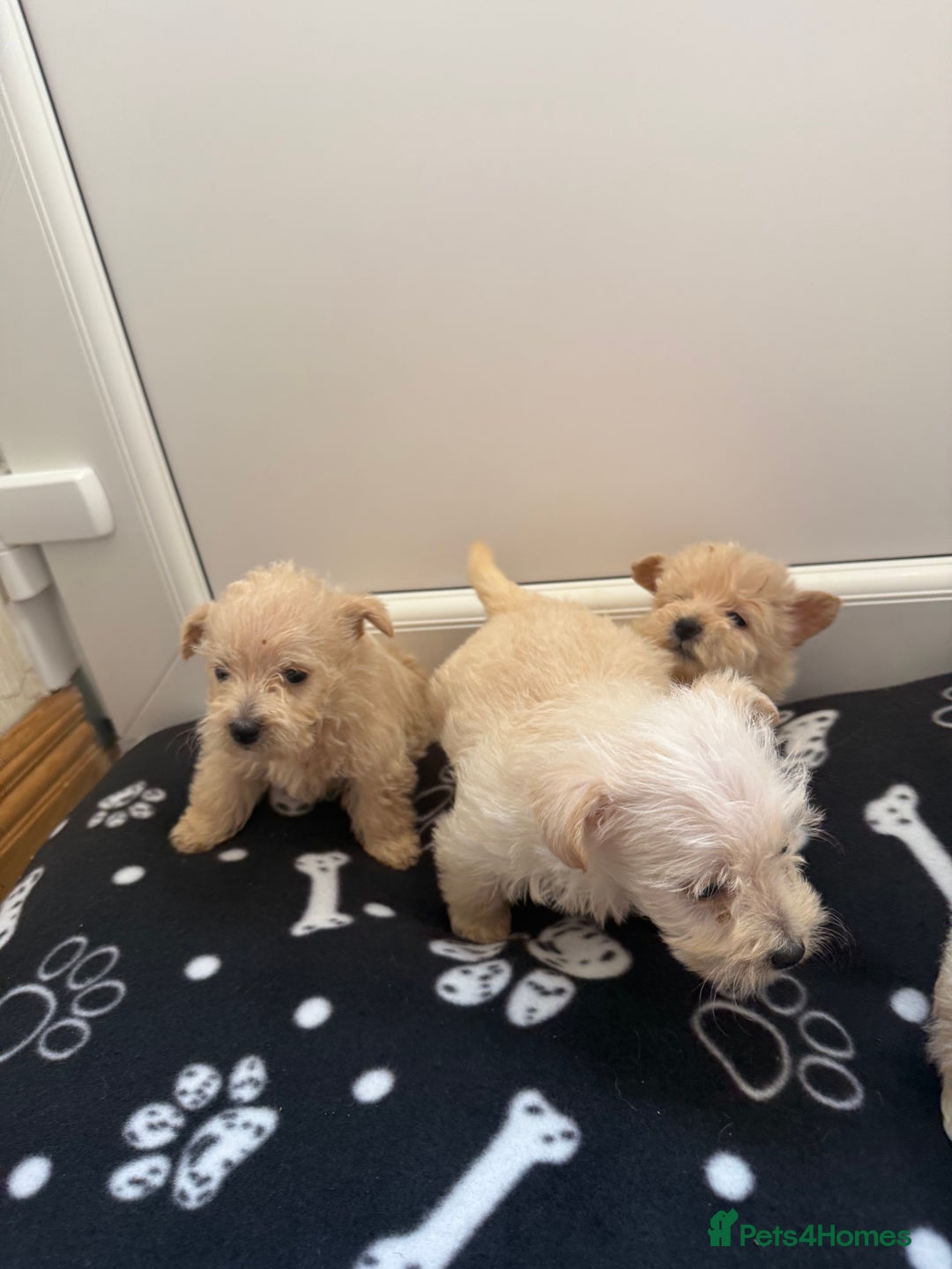 West Highland Terrier dogs for sale: DNA health tested Westie-poos  - Image 34