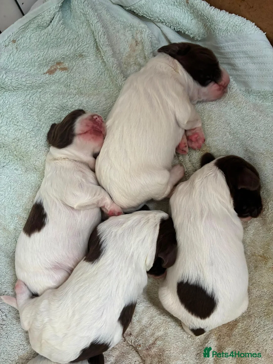 English Springer Spaniel dogs for stud: Liver/white PROVEN KC registered springer stud - Advert 2