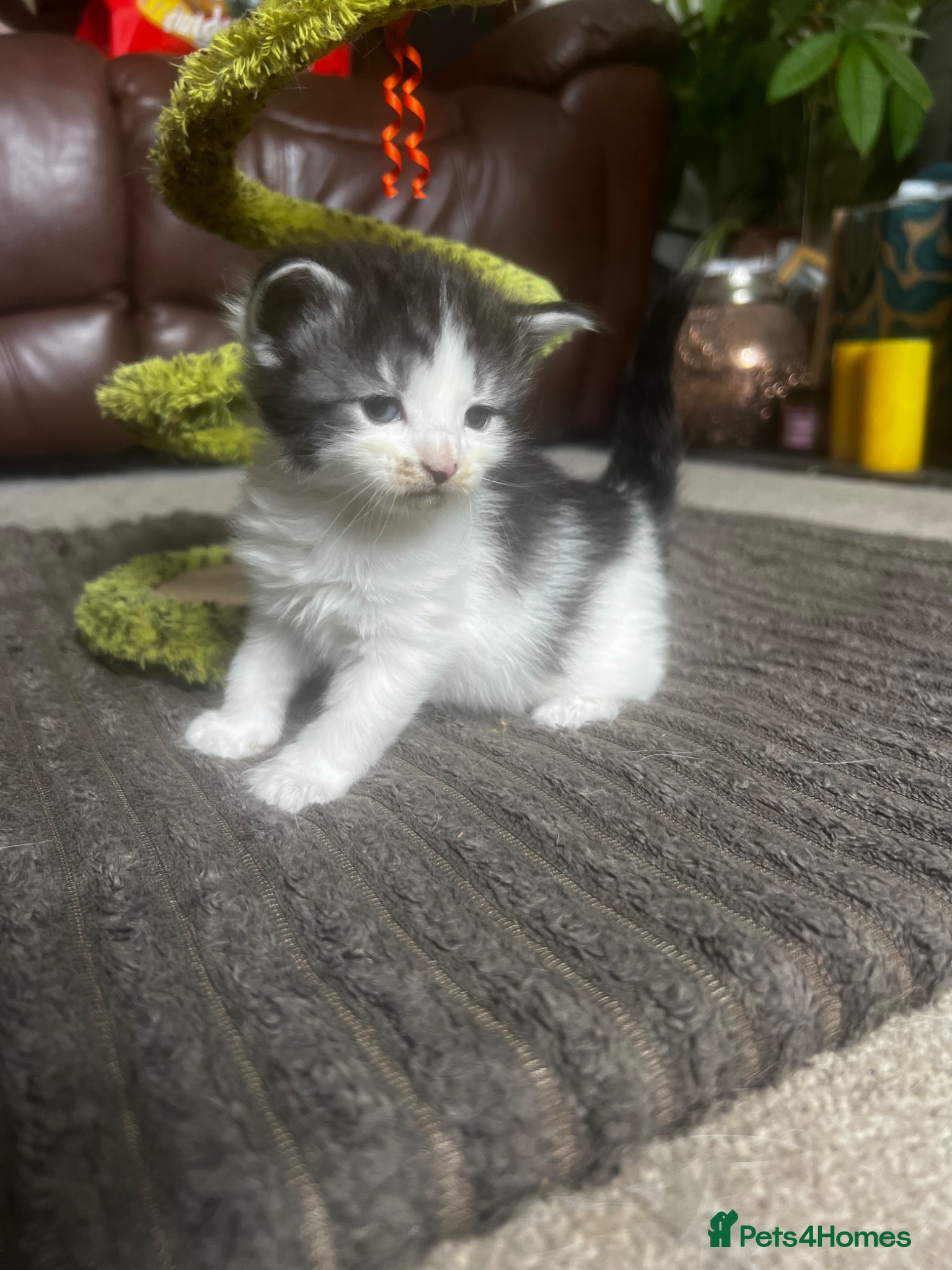 Mixed Breed cats for sale: Norwegian Forest x kittens - Advert 14