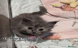 Ragcoon cats for sale: Stunning Ragcoon kittens! - Image 6