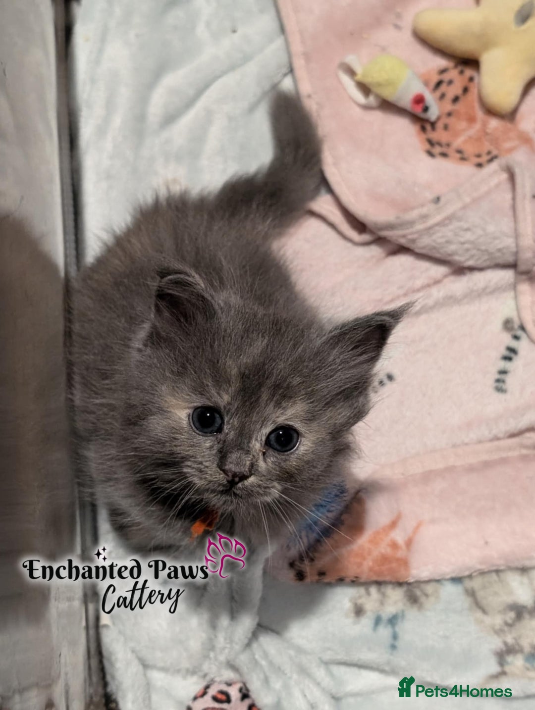 Ragcoon cats for sale: Stunning Ragcoon kittens! - Image 6
