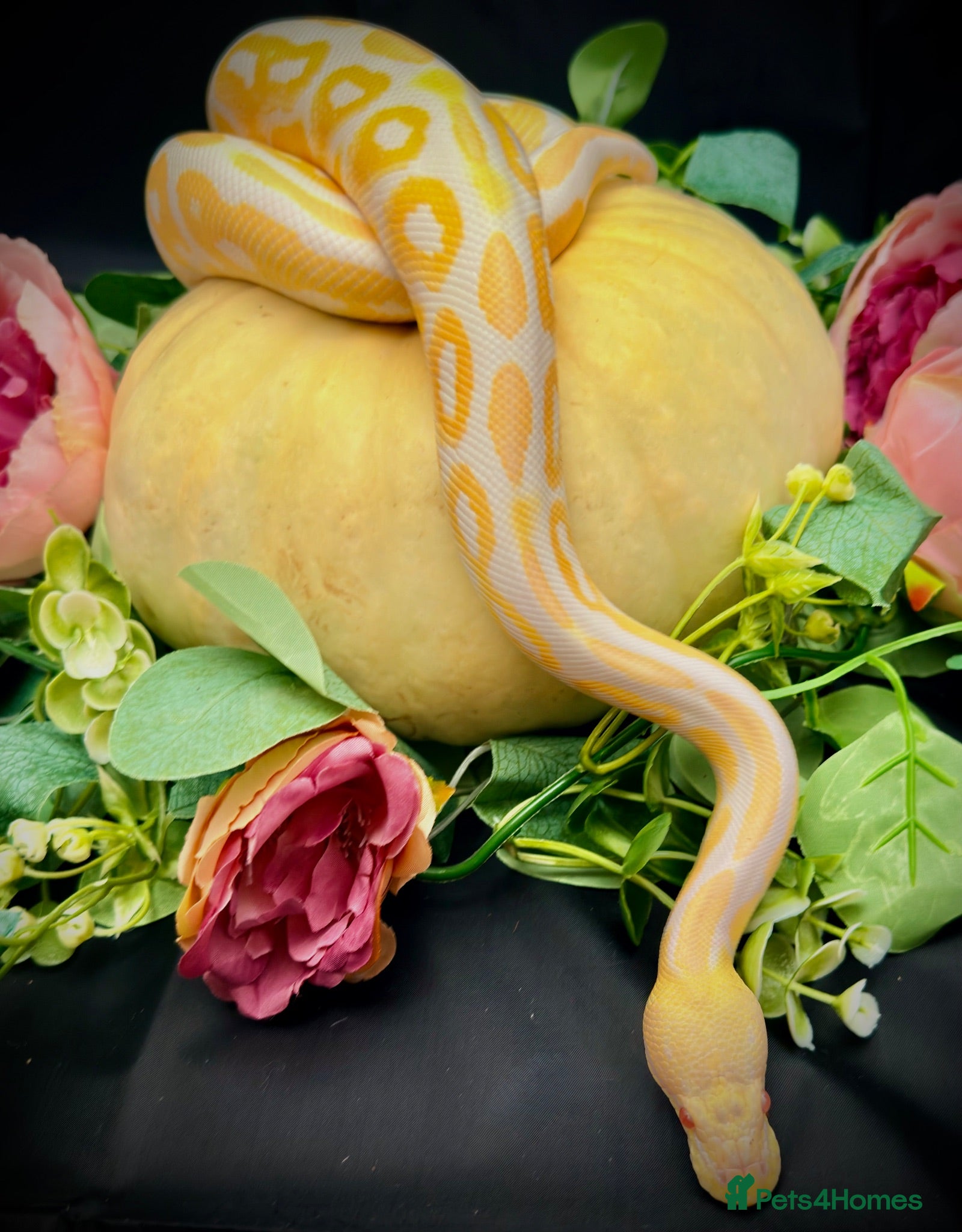 Python Snake reptiles Cinnamon Albino Royal Python CB2024 - Advert 16