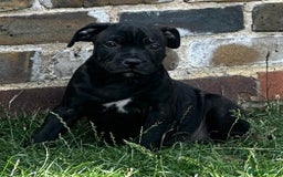 Staffordshire Bull Terrier dogs for sale: Champion Bred - Staffordshire Bull Terrier Puppies - Image 4
