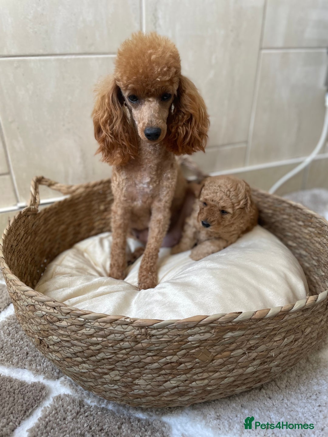 Toy Poodle dogs for sale: 5*Ukrainian toy poodle 1 girl available  - Image 6