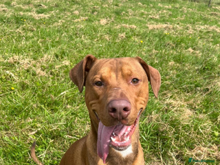 Mixed Breed dogs 2 Year Old Doberman Cross American Bully - Advert 1