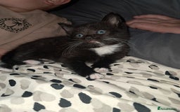 Mixed Breed cats for sale: Last female ready Wednesday - Image 4