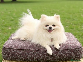 Pomeranian dogs Ice white Pomeranian princess 🤍 - Advert 13