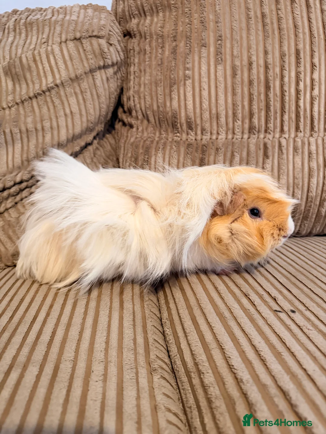 Guinea Pig rodents for sale: Boar Abyssinian  - Advert 4