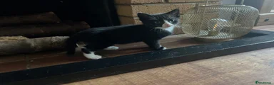 Mixed Breed Kitten 1