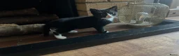 Mixed Breed cats for sale: Two adorable boys looking for new loving homes - Advert 2