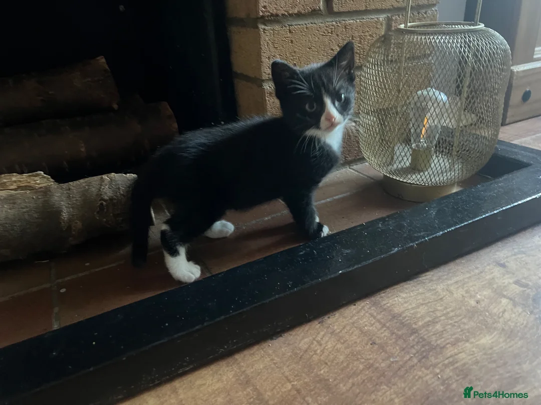 Mixed Breed cats for sale: Two adorable boys looking for new loving homes - Advert 2