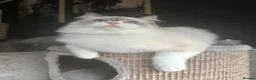 Ragdoll cats for sale: STUNNING BLUE BI COLOUR FEMALE AVAILABLE  - Advert 14