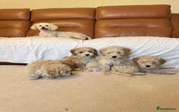 Poochon dogs for sale: Poochon puppies ready now  - Image 5