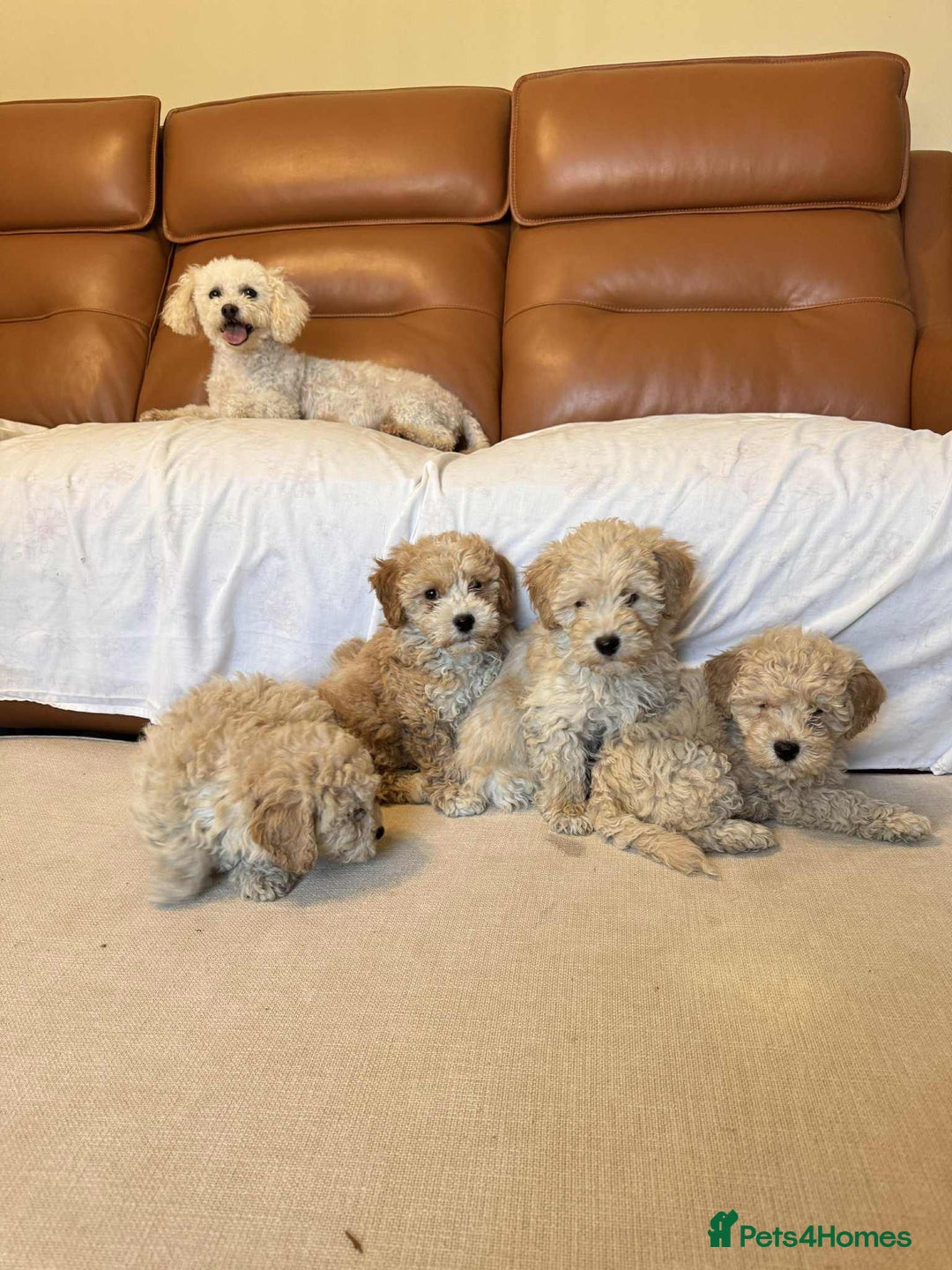 Poochon dogs for sale: Poochon puppies ready now  - Image 5