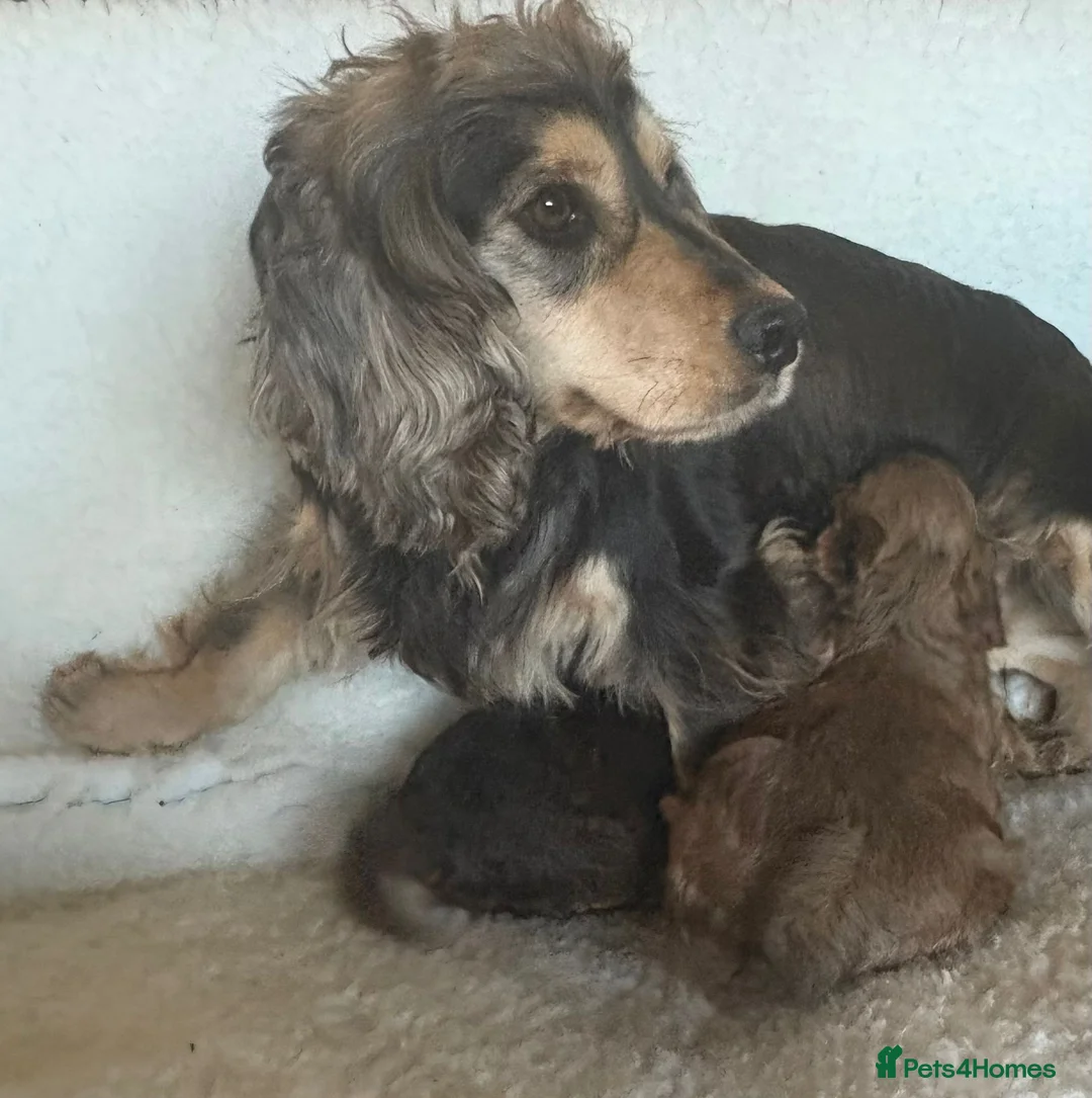 Cockapoo dogs for sale: Cocapoo Puppies - Advert 6