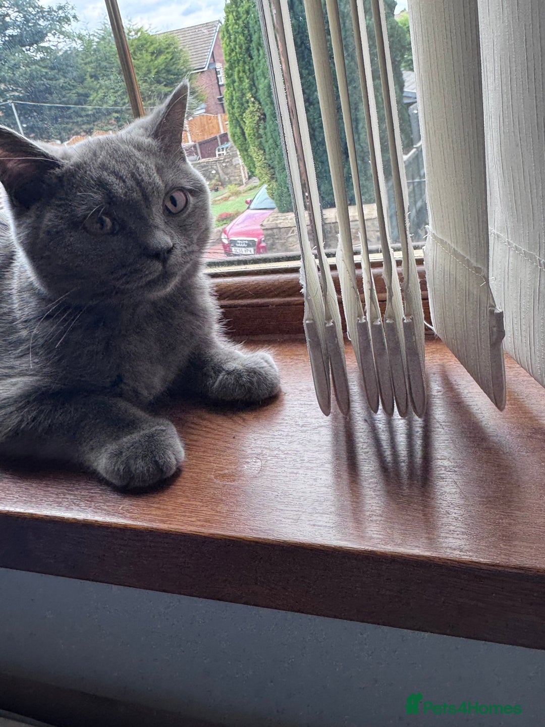 British Shorthair cats for sale: British shorthair grey  - Image 3