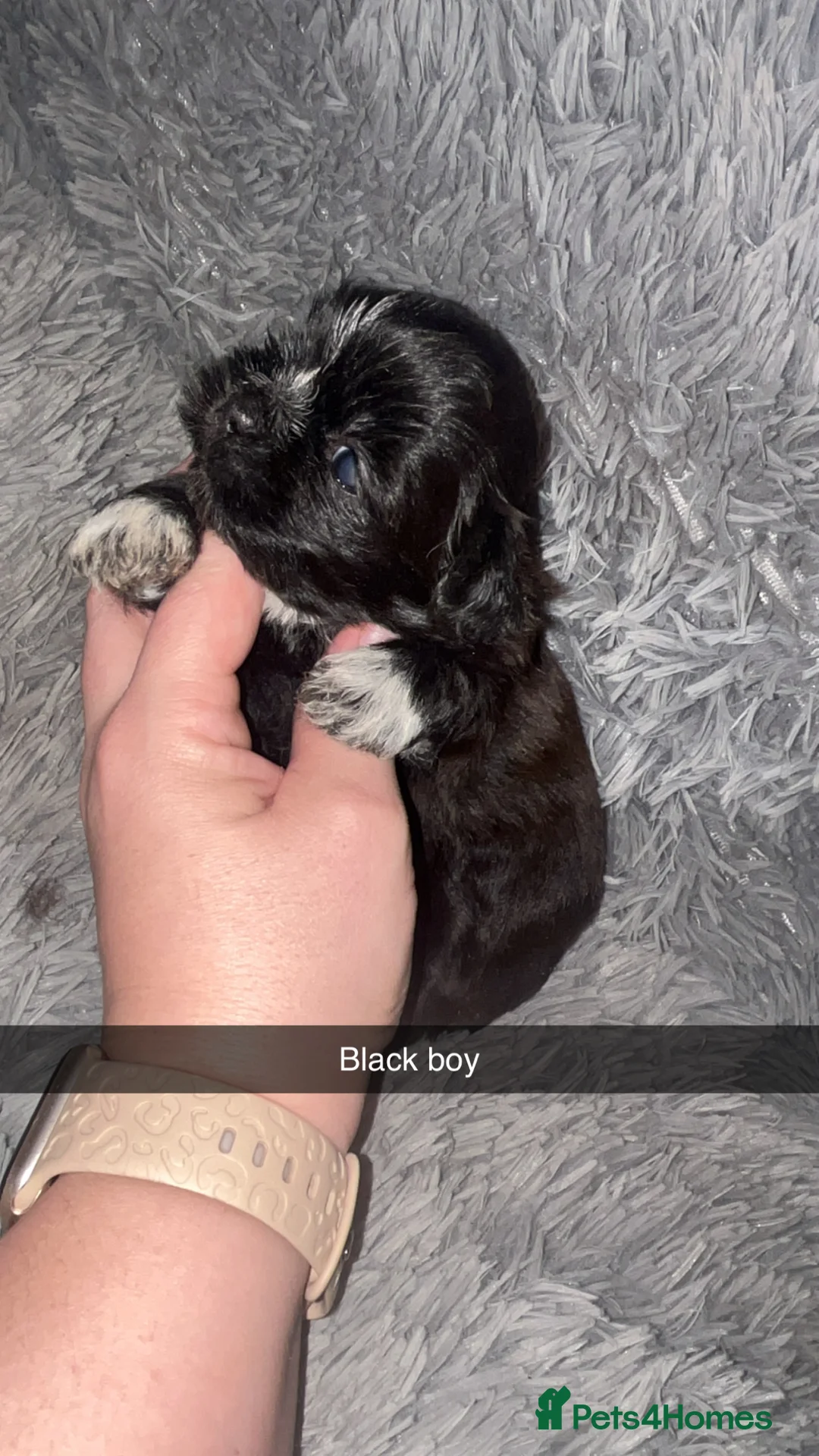 Shih Tzu dogs for sale: Shih Tzu puppies for sale  - Advert 14