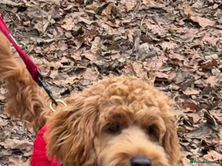 Cockapoo dogs Cockapoo 9 months old male - Advert 1