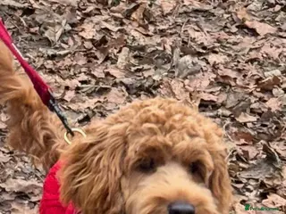 Cockapoo dogs Cockapoo 9 months old male - Advert 4