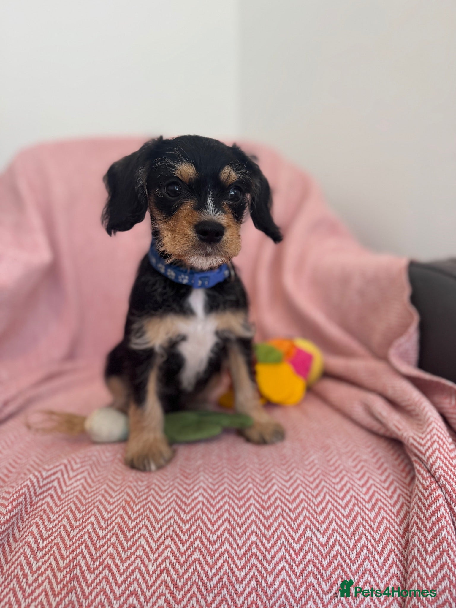 Mixed Breed dogs King Schnauzer ( Cavalier cross x  mini Schauzer)  - Advert 1