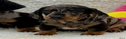 Dachshund dogs for sale: Gorgeous miniature dachshund puppies  - Advert 13