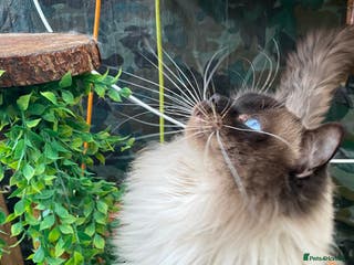 Ragdoll cats Active gccf stud chocolate carrier seal point - Advert 9