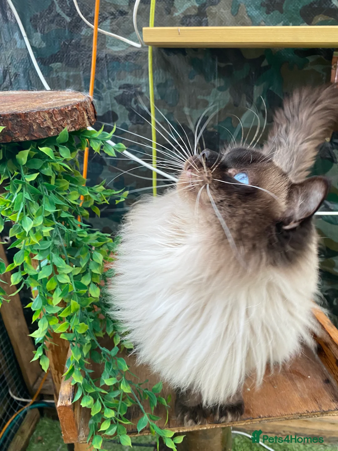 Ragdoll cats for stud: Active gccf stud chocolate carrier seal point  - Advert 1