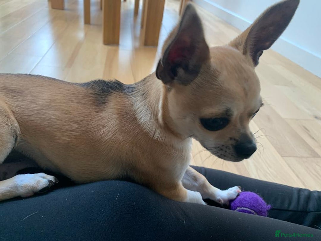 Chihuahua dogs for sale: Chihuahua puppy - Image 3