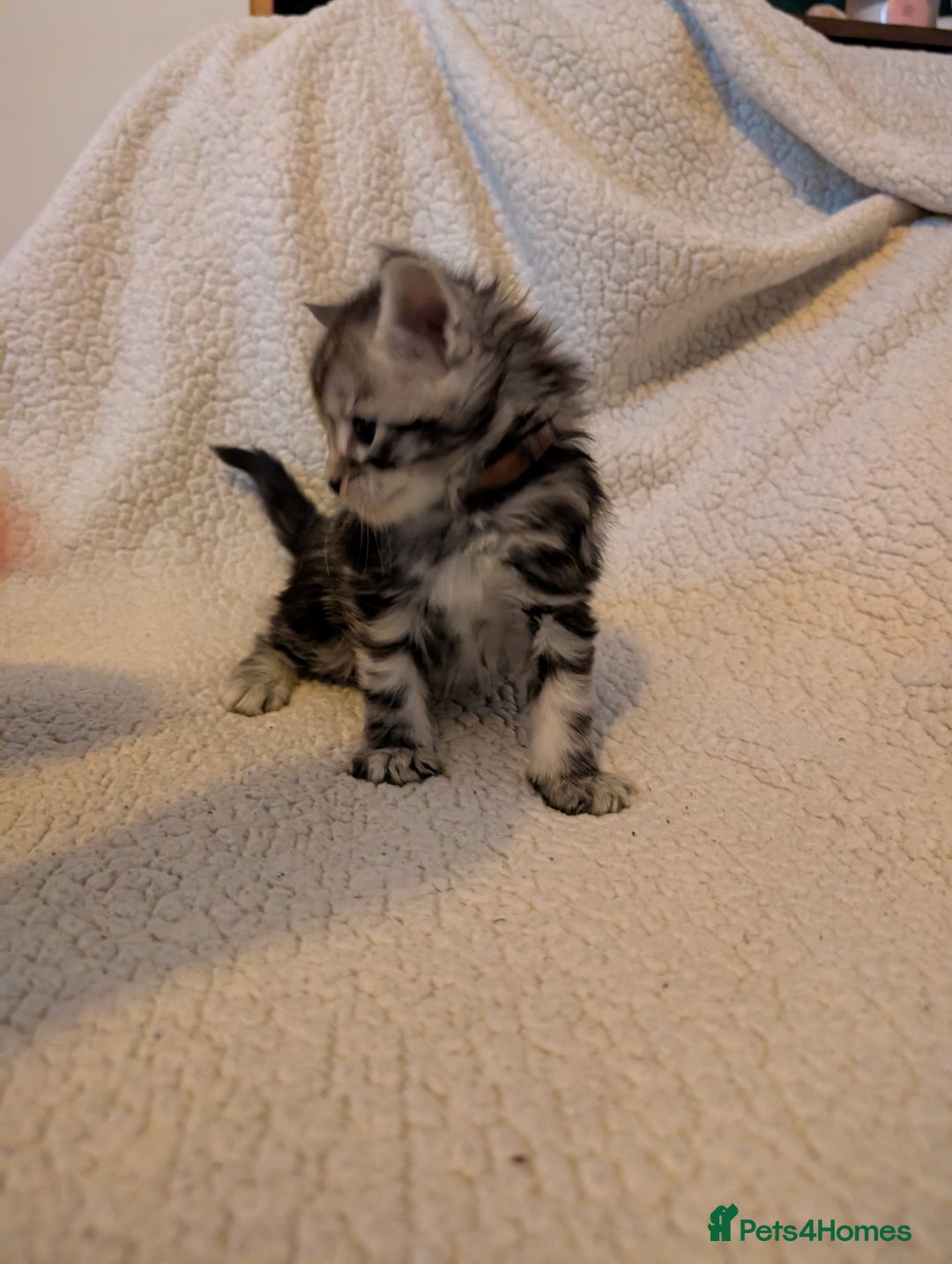 Maine Coon cats for sale: 6 Beautiful main coon kittens - Advert 18