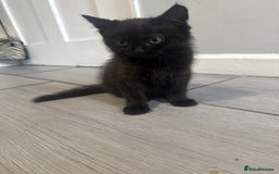 British Shorthair cats for sale: 4 x beautiful kittens available  - Image 11