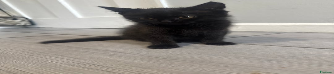 (Mixed)British Shorthair Kitten 3