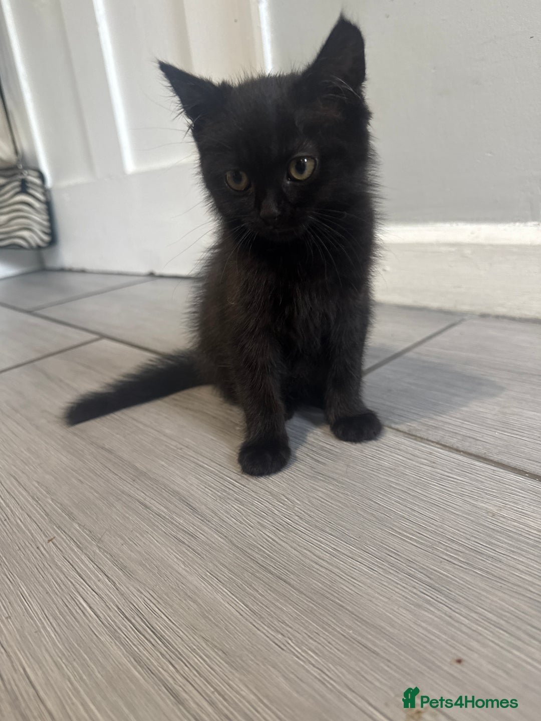 British Shorthair cats for sale: 4 x beautiful kittens available  - Image 11