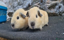 Guinea Pig rodents for sale: Californian Guinea pigs - Image 9