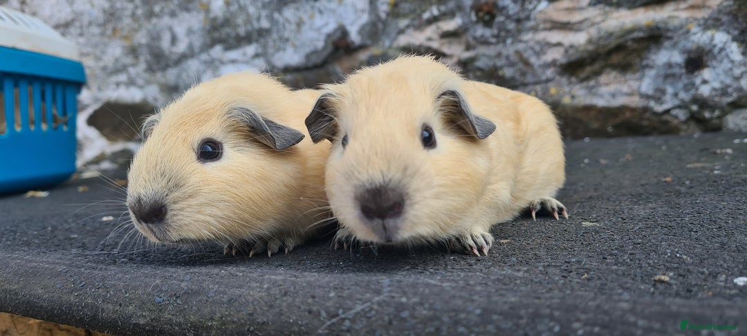 Guinea Pig rodents for sale: Californian Guinea pigs - Image 9