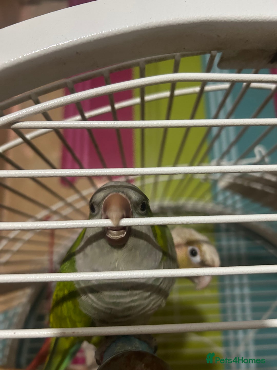 Parrots birds for sale: bonded pair of parrots  - Image 7