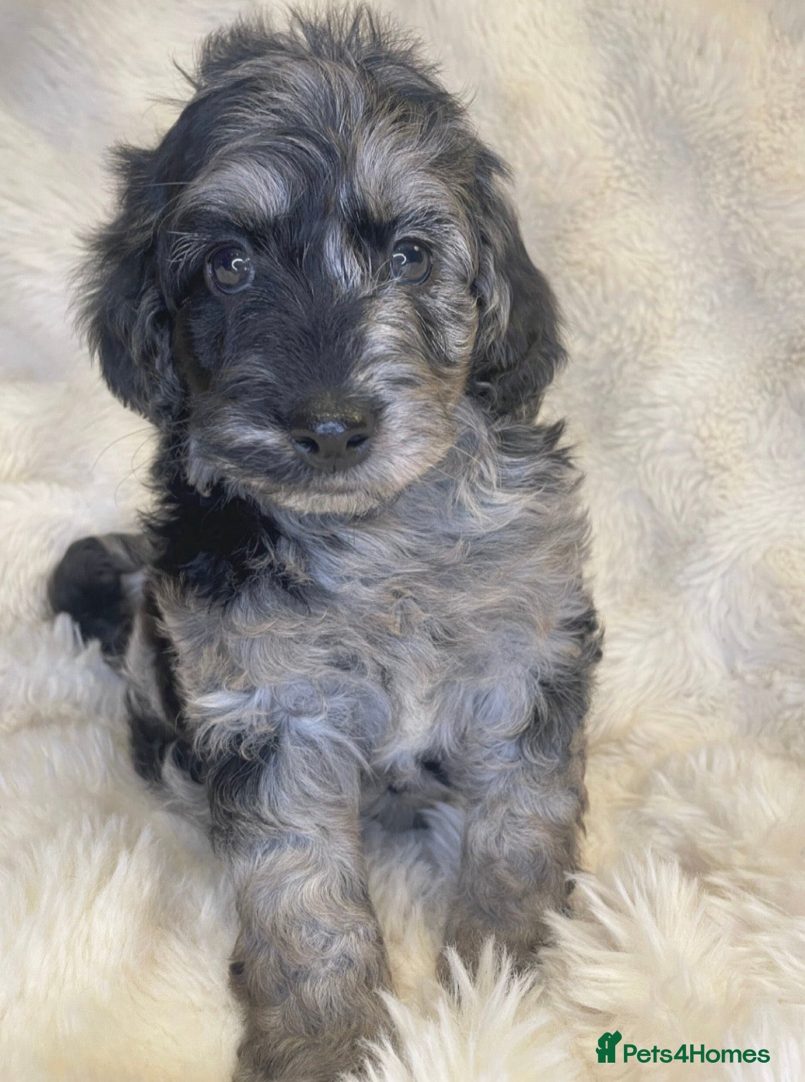 Labradoodle dogs Stunning merle miniature F1b Labradoodle puppies  - Advert 4