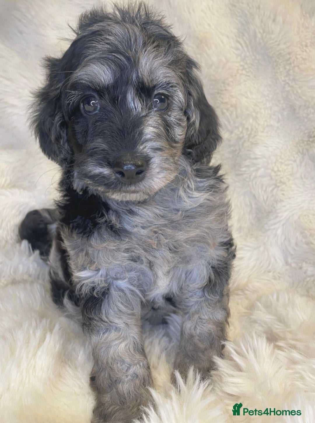 Labradoodle dogs for sale: Stunning merle miniature F1b Labradoodle puppies  - Advert 6
