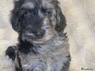 Labradoodle dogs Stunning merle miniature F1b Labradoodle puppies - Advert 4