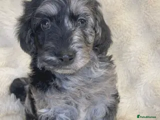 Labradoodle dogs Stunning merle miniature F1b Labradoodle puppies - Advert 6