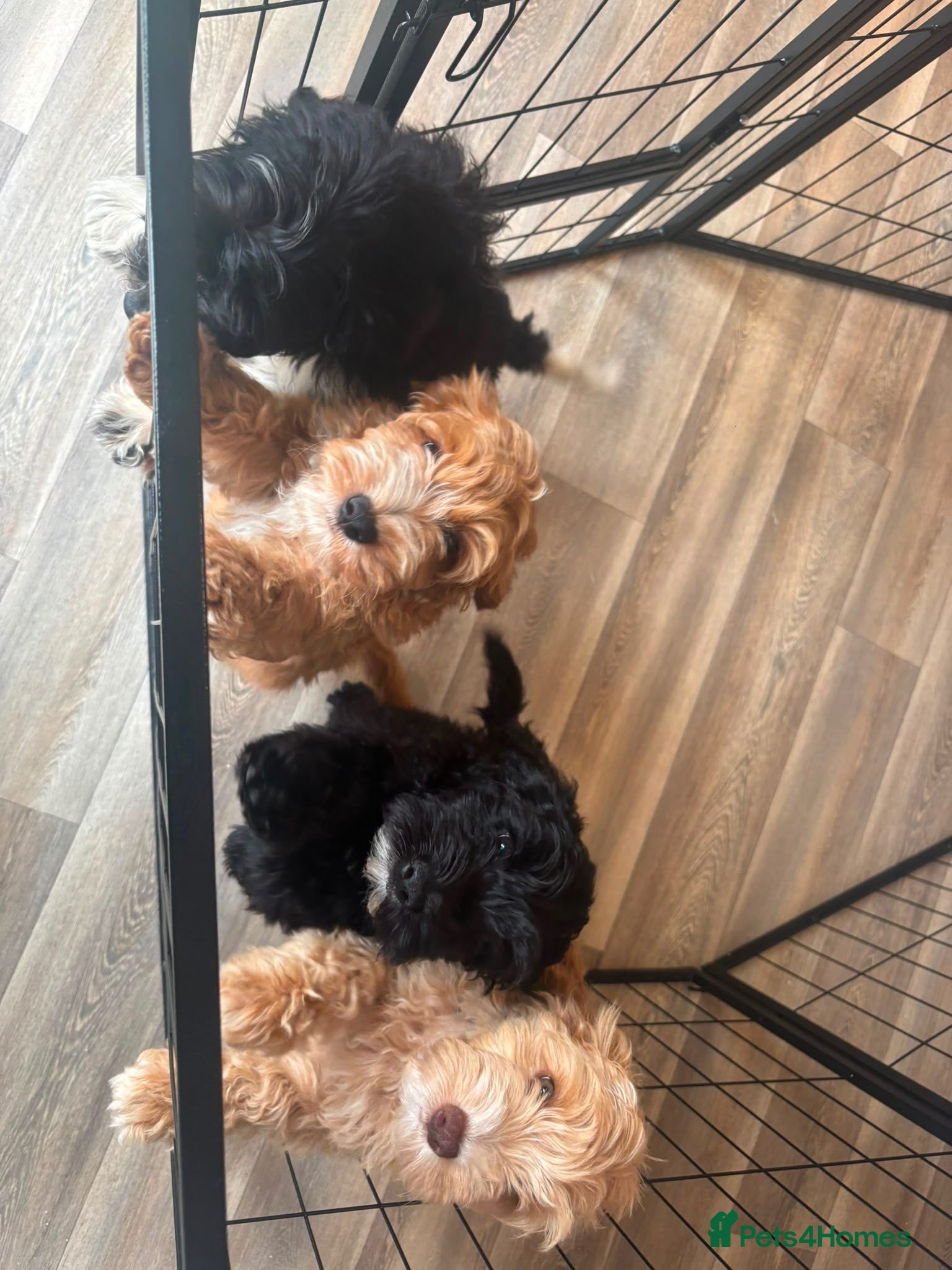 Australian Labradoodle dogs Multigenerational Australian Labradoodle puppies - Advert 6