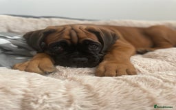 Boxer dogs for sale: Bobtail Boxer Male - Image 5